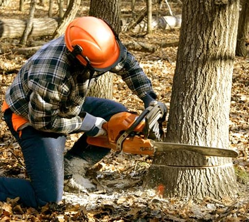 Tree Removal in Smoaks, SC